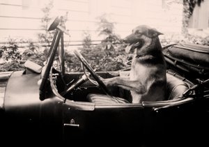 Prize winning Police dog Alex behind the wheel of a car
