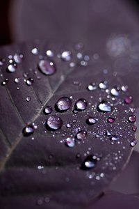Purple Leaves II by Unbekannter Künstler