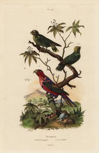 Pygmy parrot and black-capped lory