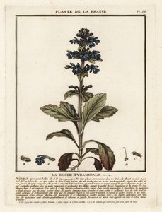 Pyramidal Bugle, Ajuga pyramidalis by Unbekannter Künstler