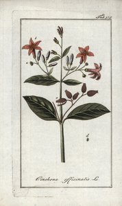 Quinquina (Cinchona officinalis). Lithograph from “Afbeelding der Artseny-Gewassen” by Johannes Zorn (1739-1799), Netherlands by Unbekannter Künstler
