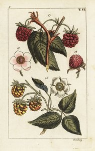 Raspberry varieties