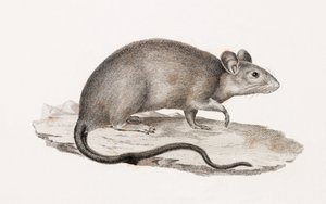 Rat from Alexandria by Unbekannt