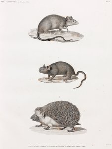 Rat from Alexandria; Echimis from Egypt; Eared Hedgehog by Unbekannt