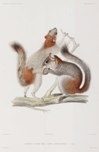 Red-bellied or Mexican grey squirrels