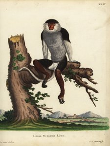 Red-shanked Douc, Pygathrix nemaeus. Endangered. Simia nemaeus Linn. Handcoloured copperplate engraving by Johann Sebastian Leitner after an illustration by Jacques de Seve from Johann Christian Daniel Schreber