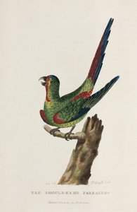 Red Shouldered Parrakeet, Australia, c. 1788