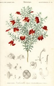 Red Leschenaultia, Leschenaultia formosa (engraving)