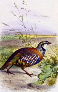 Red partridge by Unbekannter Künstler