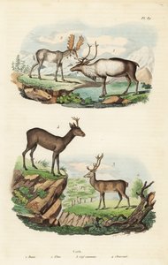 Reindeer, moose, red deer, and European roe deer by Unbekannt