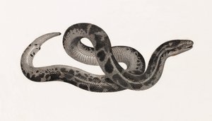 Reptiles: A Snake from Thebaide