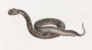 Reptiles: A Viper