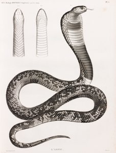 Reptiles: An Asp