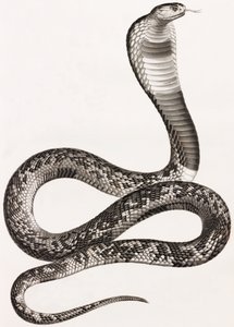 Reptiles: An Asp