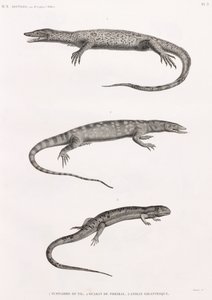 Reptiles: Tupinambis Nile by Unbekannt