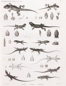 Reptiles: Geckos, Agamas, Lizards by Unbekannt