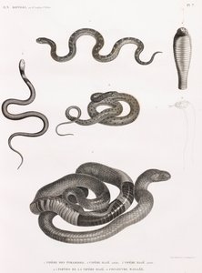 Reptiles: Series of Illustrations of Snakes