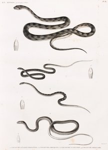 Reptiles: Series of Illustrations of Snakes
