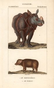 Rhinoceros and Daman by Unbekannter Künstler
