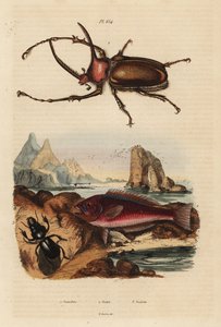 Rhinoceros scarab beetle, Golofa porteri, Cretan scar-fish, Scarus creticus, and Scarites buparius beetle