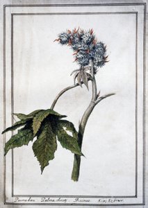 Ricinus Communis by Unbekannter Künstler