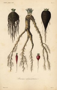 Root vegetables