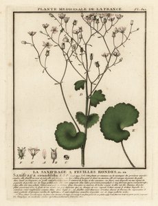 Round-leaved saxifrage, Saxifraga rotundifolia by Unbekannter Künstler