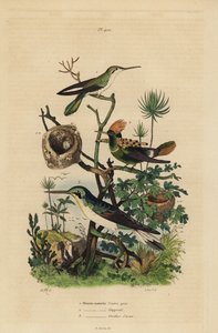 Rufous tailed hummingbird, Amazilia tzacatl, Tufted coquette, Lophornis ornatus, and black-eared fairy, Heliothryx auritus by Unbekannt