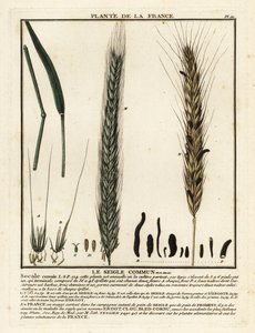 Rye, Secale cereale