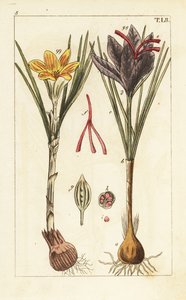 Saffron crocus, Crocus sativus