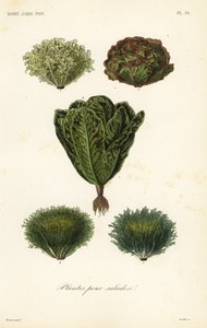 Salad vegetables by Unbekannt