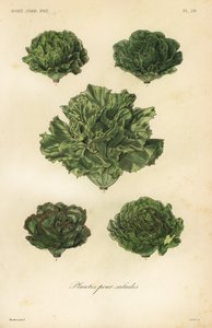 Salad vegetables by Unbekannt