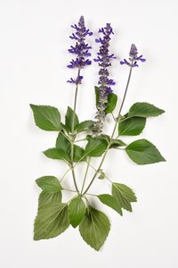 Salvia longispicata x farinacea/Big Blue/Hybrid Sage