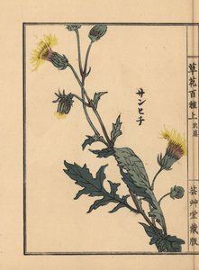 Japanese Purple Passion, Gynura japonica (One Hundred Varieties of Flowers) by Unbekannter Künstler