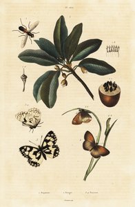 Sapodilla and Moths by Unbekannter Künstler