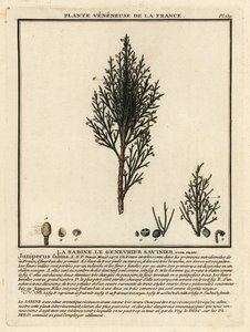 Savin juniper by Unbekannter Künstler