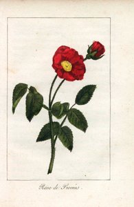 Scarlet Provence Pink, Rosa Gallica. Handcoloured Copperplate Engraving of an Illustration by Miss Prudhomme from Hommage Rendu a la Rose, Paris, Circa 1815
