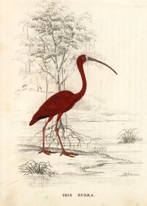 Scarlet ibis, Eudocimus ruber. Handcoloured steel engraving from Georg Friedrich Treitschke