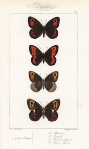 Scotch argus, Erebia aethiops, large ringlet, Erebia euryale, autumn ringlet, Erebia neoridas (ventral), and Arran brown, Erebia ligea (ventral). Handcoloured steel engraving by the Pauquet brothers after an illustration by Alexis Nicolas Noel from Hippoly