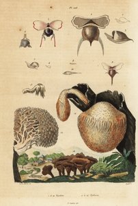 Sea Snails and Hydnum Mushrooms by Unbekannt