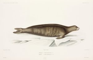 Seal