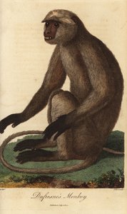 Gray langur or Hanuman langur by Unbekannter Künstler