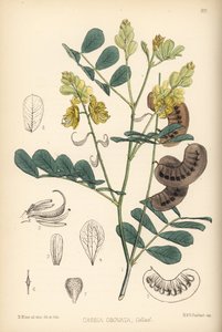 Senegal senna. Handcoloured lithograph by Hanhart after a botanical illustration by David Blair from Robert Bentley and Henry Trimen