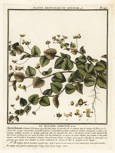 Sharpleaf cancerwort, Kickxia elatine by Unbekannter Künstler