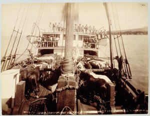 Shipping Cattle on the 