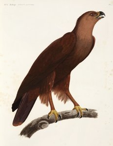 Shrill Eagle, Egypt