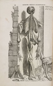 Front view of the bones and deeper muscles of the male human body by Unbekannt