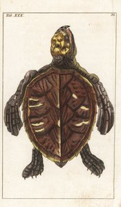 Snack Turtle or Scale Turtle by Unbekannter Künstler