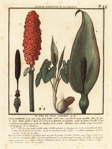Snakeshead, Arum maculatum by Unbekannter Künstler