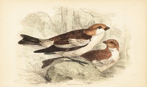 Snow bunting, Plectrophenax nivalis.1889